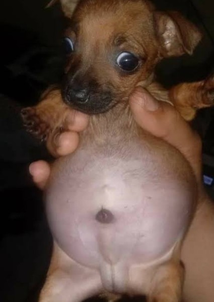 Dog photo