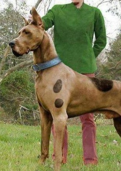 Dog photo