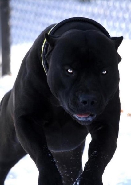 Dog photo