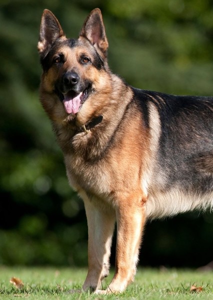 Dog photo