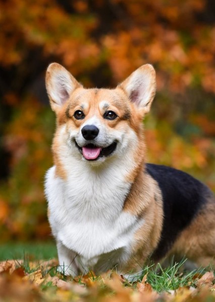 Dog photo