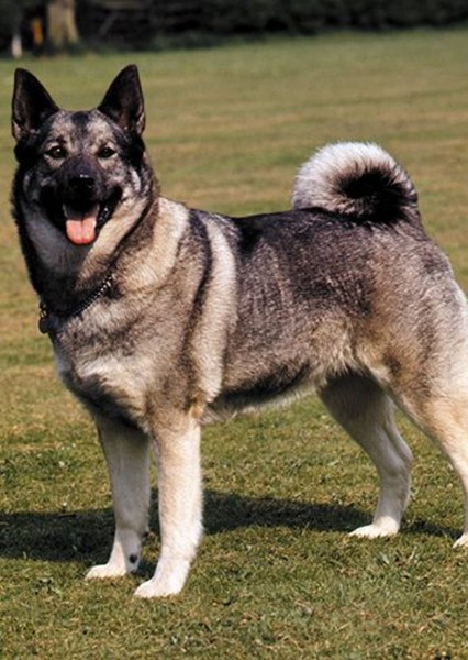 Dog photo