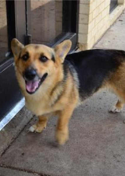 Dog photo