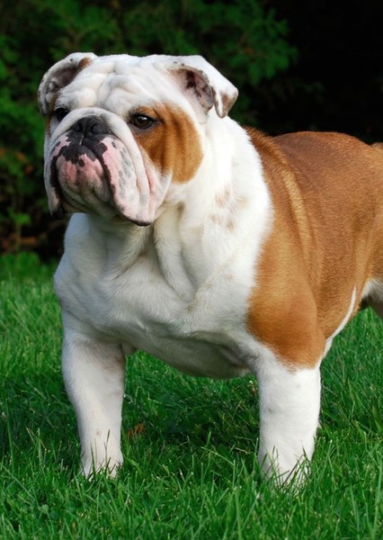 Dog photo