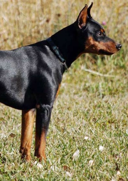 Dog photo