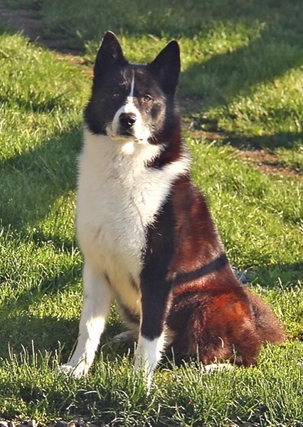 Dog photo