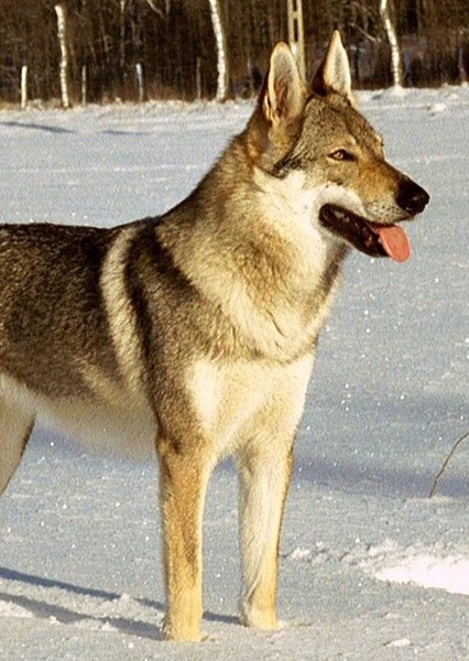 Dog photo