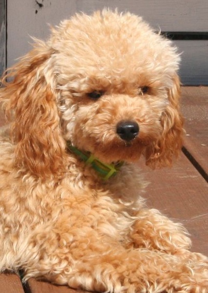 Dog photo