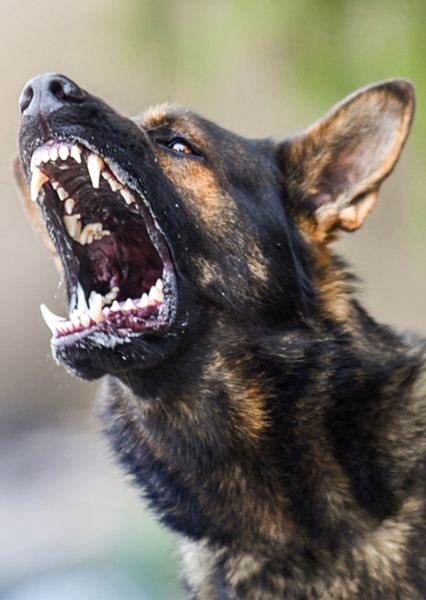 Dog (Animal) photo