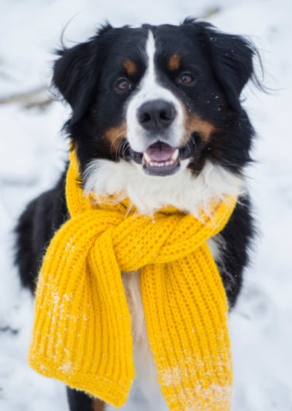 Dog (Animal) photo