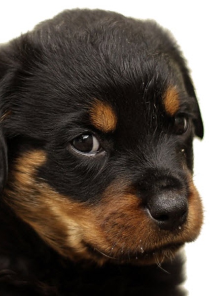 Dog (Animal)