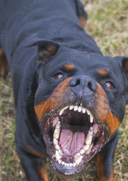 Dog Sound Effects