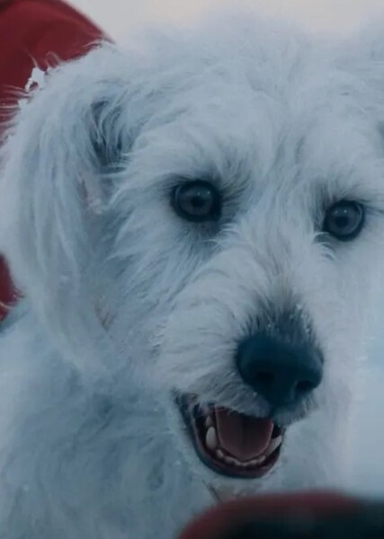 Dog Sound Effects photo
