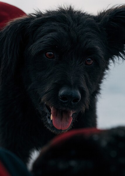 Dog Sound Effects photo