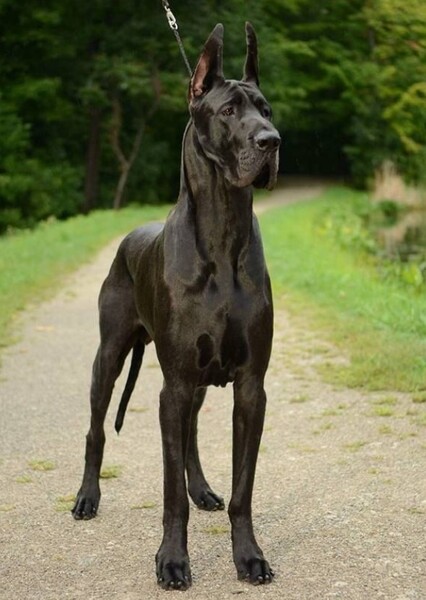 Ace The Bat-Hound
