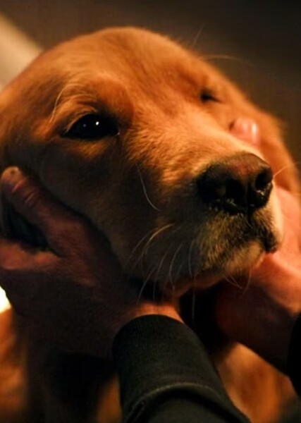 Dog Sound Effects photo