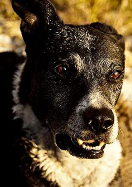 Dog Sound Effects photo