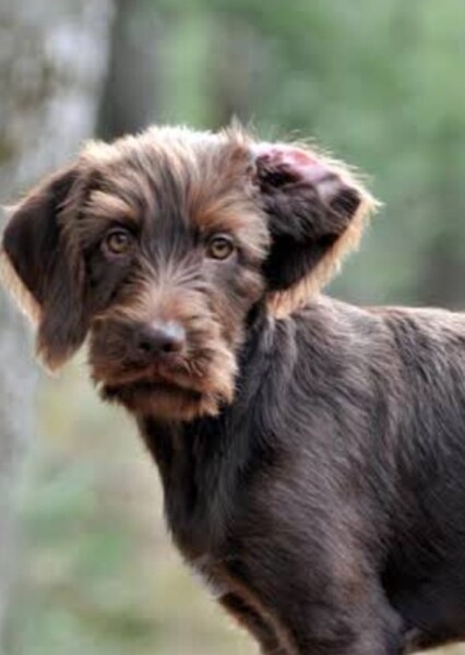Dog Sound Effects photo