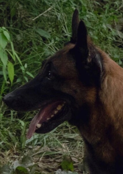 Dog Sound Effects photo