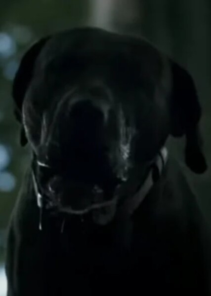 Dog Sound Effects photo