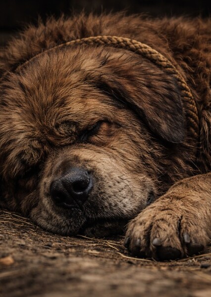 Dog Sound Effects photo