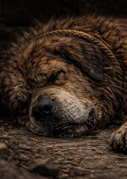 Dog Sound Effects photo