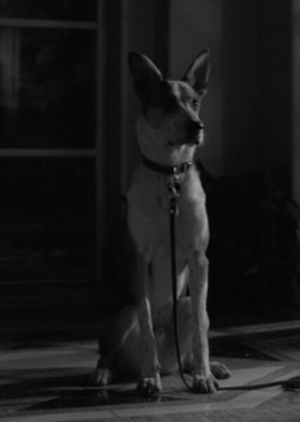Dog Sound Effects photo