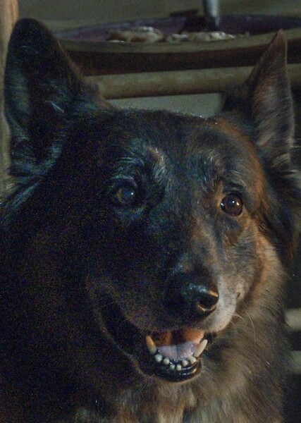 Dog (The Walking Dead) photo
