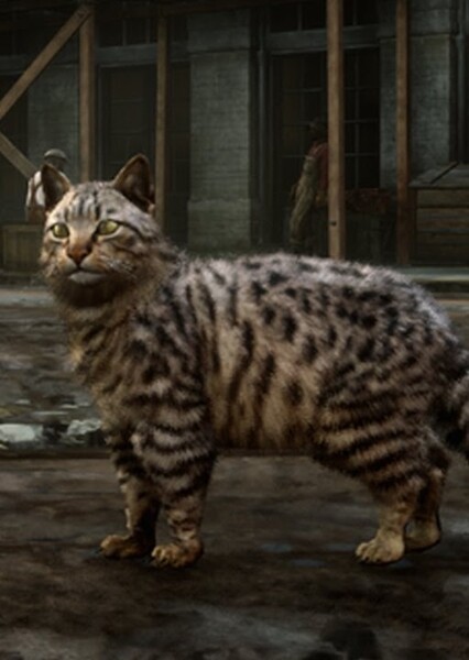 domestic cat photo