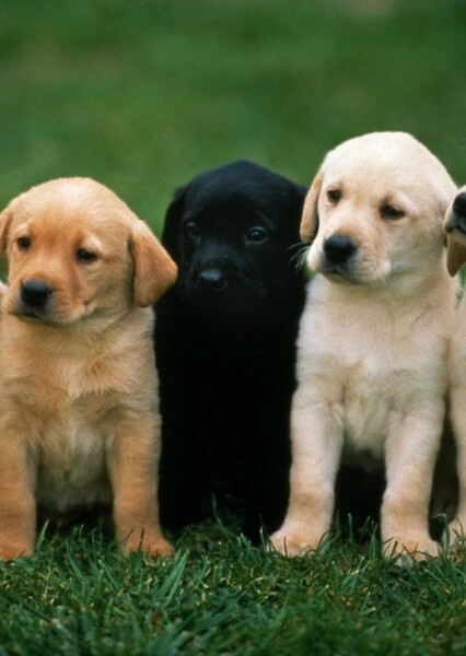 Domestic Dog photo