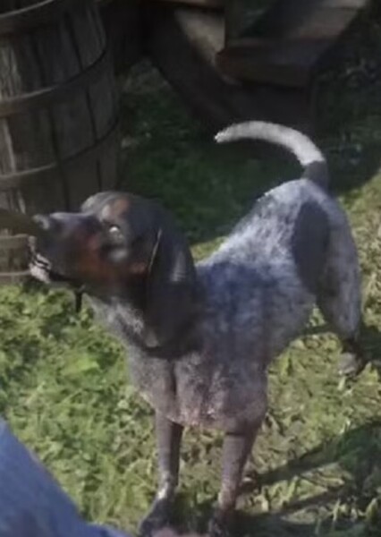 Domestic Dog