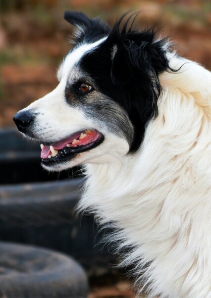 Domestic Dog