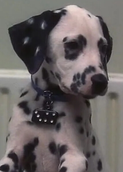 Domino (101 Dalmatians) photo