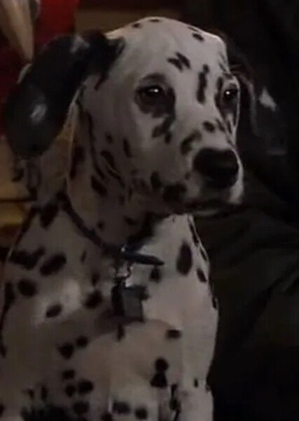 Domino (101 Dalmatians) photo
