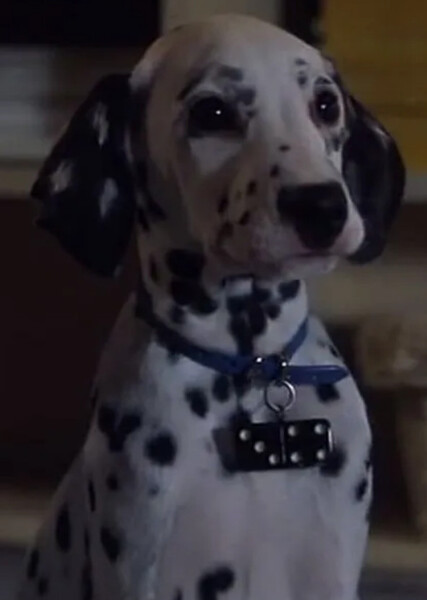 Domino (101 Dalmatians) photo