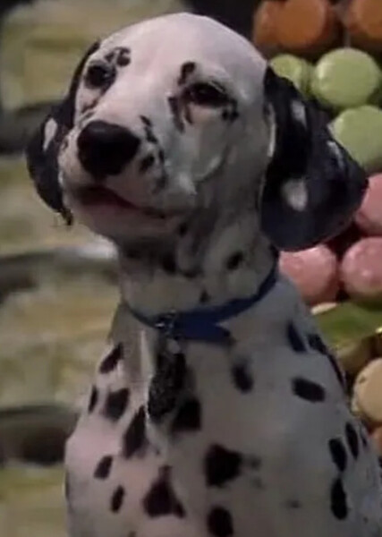 Domino (101 Dalmatians) photo