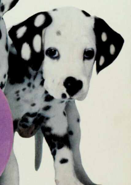 Domino (101 Dalmatians) photo