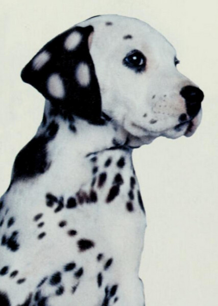 Domino (101 Dalmatians) photo