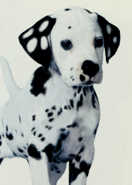 Domino (101 Dalmatians) photo