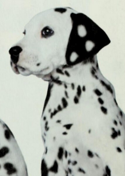 Domino (101 Dalmatians) photo