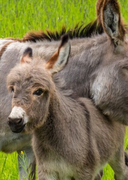 Donkey (Animal)