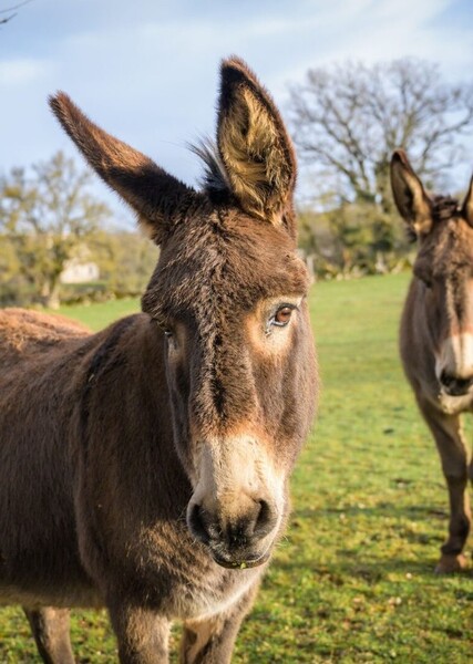 Donkey (Animal)
