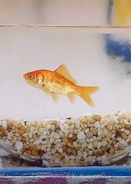 Dorothy the Goldfish
