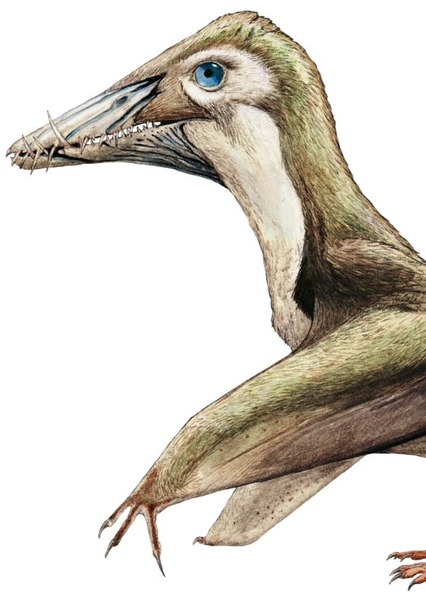Dorygnathus