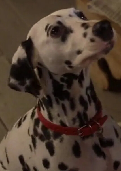 Dottie (101 Dalmatians) photo