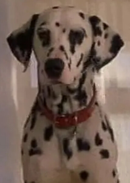 Dottie (101 Dalmatians) photo