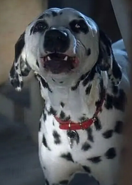Dottie (101 Dalmatians) photo