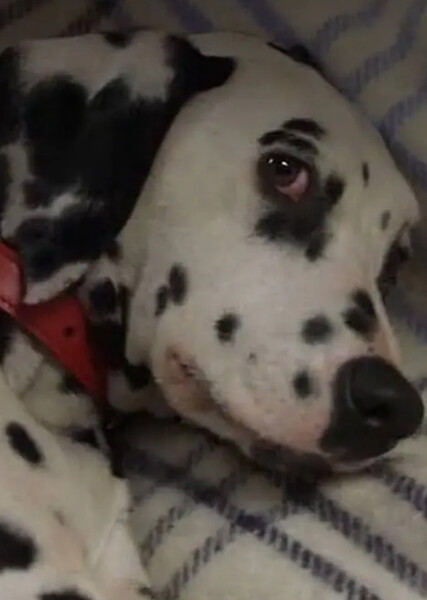 Dottie (101 Dalmatians) photo