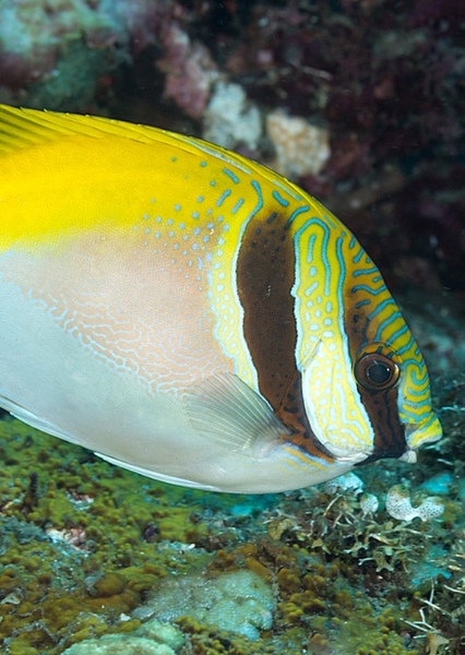 Doublebar Rabbitfish