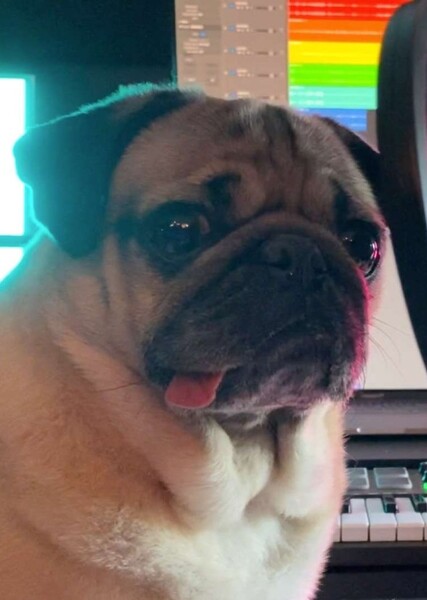 Doug the Pug photo